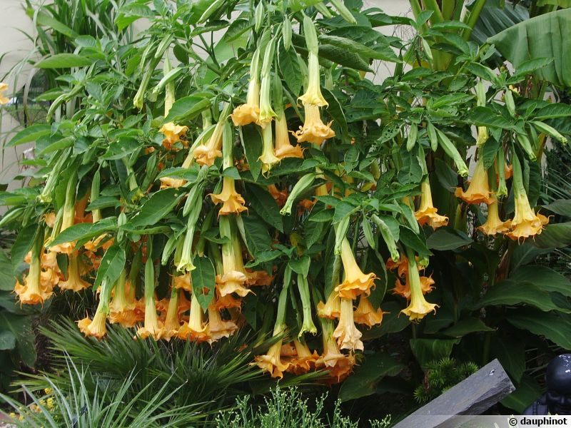 Trompette du jugement, Trompette des anges, Datura, Brugmansia arborea planter, cultiver