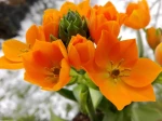 Jolie plante d'int�rieur et belle couleur orange 