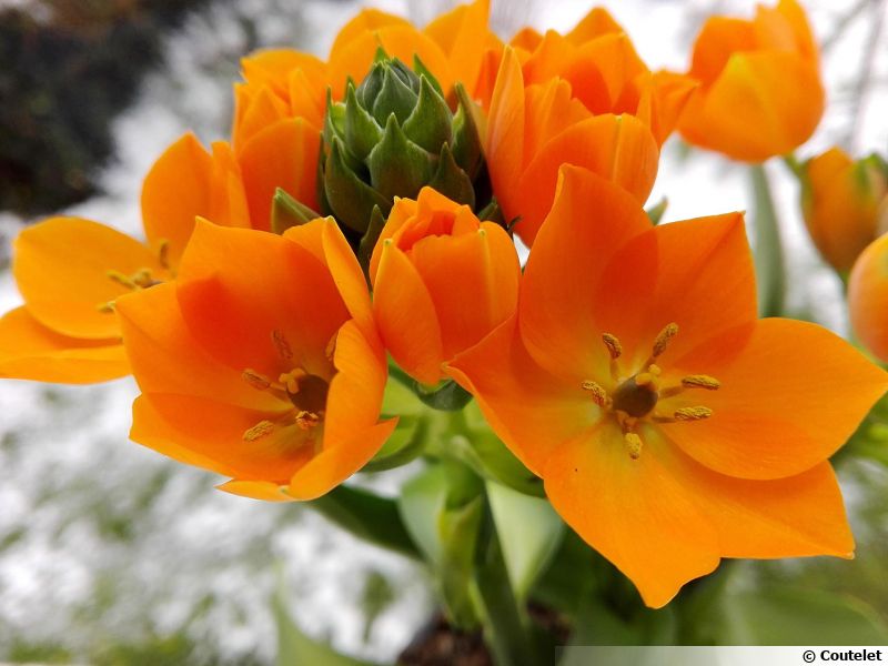 Ornithogale douteux, Ornithogalum dubium planter, cultiver, multiplier — free download