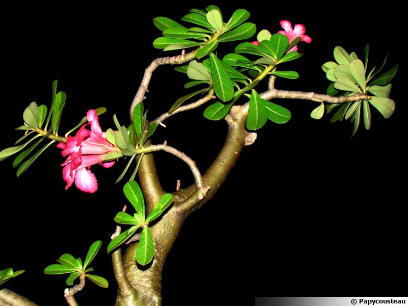 Interruttore Hager ESC425S Silenziatore Di Circuito, 25A, 4NA, 230V, Per Applicazioni Elettriche - Foto 13