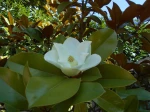 photo de mon magnolia, prise l'�t� dernier.