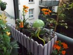 J'ai fleuri mon balcon avec ces fleurs, elles sont lumineuses J'ai fleuri mon balcon avec ces fleurs, elles sont lumineuses