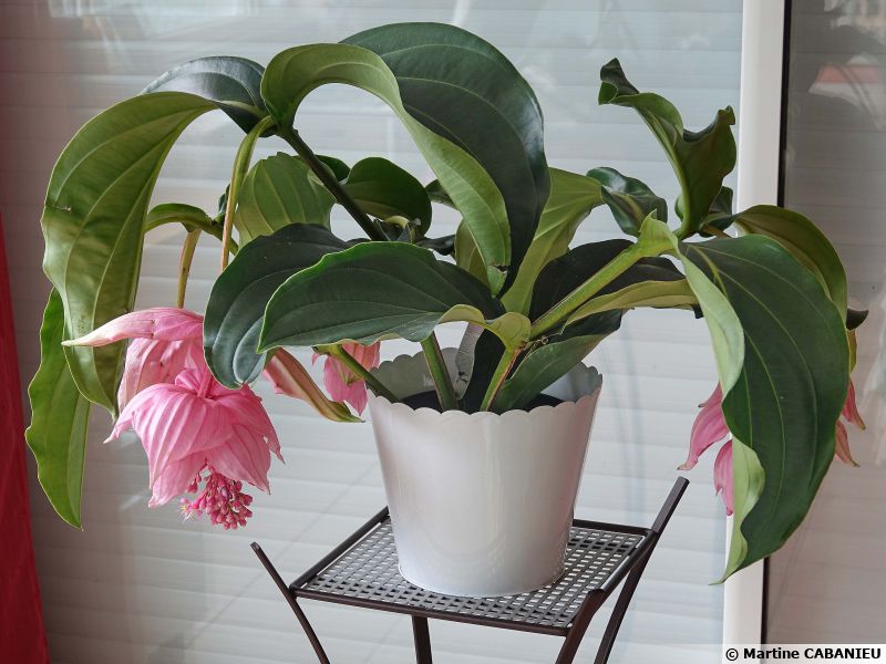 Médinilla Magnifique, Medinilla Magnifica : Planter, Cultiver, Multiplier