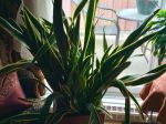 Très décorative cette plante !
