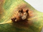 Rouille grillagée du poirier : excroissances en fuseau d'où séchappent des spores brunes jaunâtre Rouille grillagée du poirier : excroissances en fuseau d'où séchappent des spores brunes jaunâtre