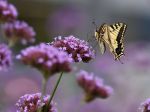 Verbena bonariensis Verbena bonariensis
