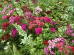 gamme de couleurs infinie pour dianthus barbatus