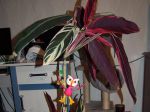 magnifique plante lorsque la tige PAON est présente magnifique plante lorsque la tige PAON est présente