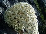 fleur du saxifrage des pyrenes