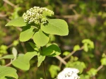 Viorne mancienne (Viburnum lantana)