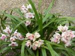 Particulièrment bien fleuri cette année - 5 hampes florales. Toujours dehors sur une terrasse au sud à Avignon. Dans un petit pot à réserve d'eau il refleurit chaque année depuis très longtemps sans aucun entretien - à part l'engrais spécial orchidée - ni changement de pot. Particulièrment bien fleuri cette année - 5 hampes florales. Toujours dehors sur une terrasse au sud à Avignon. Dans un petit pot à réserve d'eau il refleurit chaque année depuis très longtemps sans aucun entretien - à part l'engrais spécial orchidée - ni changement de pot.