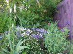 le jardin des violettes bordure d'