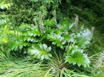 Acanthus (Bear's Breech)