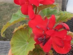 B�gonia tub�reux (Begonia x tuberhybrida) de Gien