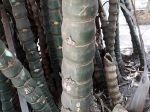 Le bambusa ventricosa me semble plutôt être celui de la photo que je vous propose (Photo prise à Battambang au Cambodge) Le bambusa ventricosa me semble plutôt être celui de la photo que je vous propose (Photo prise à Battambang au Cambodge)