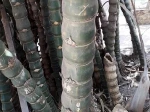 Le bambusa ventricosa me semble plut�t �tre celui de la photo que je vous propose (Photo prise � Battambang au Cambodge)