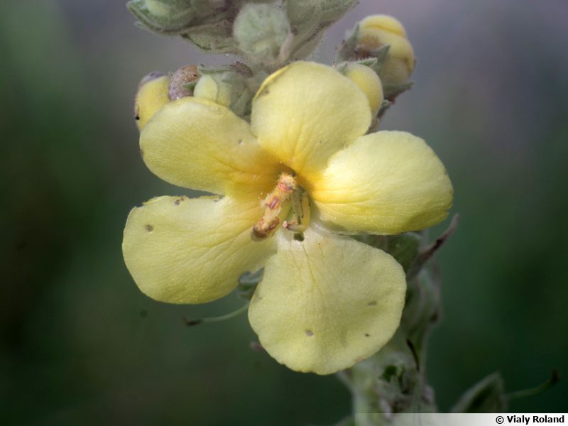 Bouillon Blanc, Molène, Verbascum Thapsus planter, cultiver, multiplier