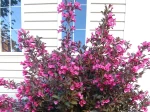 Weigela alexandra