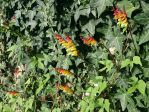 floraison tardive, sans doute due à la canicule 2019 floraison tardive, sans doute due à la canicule 2019
