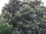 Marronier d'Inde en fleur dans La Vienne
