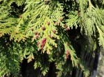 Cypr�s de Lawson (Chamaecyparis lawsoniana) : "C�nes m�les"
