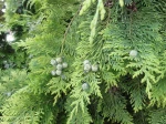 Cypr�s de Lawson (Chamaecyparis lawsoniana) : "C�nes femelles" et feuilles