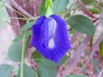 Clitoria ternatea ou Pois bleu -Aspect g�n�ral de la fleur