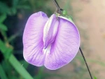 Clitoria ternatea ou Pois bleu -Aspect g�n�ral de la fleur en bleu p�le
