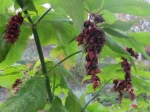 Arbre aux faisans ou Ch�vrefeuille de l'Himalaya Arbre aux faisans ou Ch�vrefeuille de l'Himalaya (Leycesteria formosa) -Fleurs et leurs involucres limbaires et fruits-