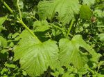 Physocarpe à feuilles d'obier (Physocarpus opulifolius) -Feuilles-