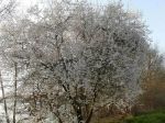 Épine noire ou Prunellier (Prunus spinosa) couvert de fleurs au début mars (espèce sauvage)