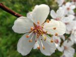 Épine noire ou Prunellier (Prunus spinosa) -Détail de la fleur-