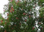 Marronnier commun � fleurs rouge (Aesculus � carnea) photographi� � Vincennes