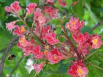 Fleurs de marronnier commun à fleurs rouge (Aesculus × carnea) convoitées par un hyménoptère Fleurs de marronnier commun à fleurs rouge (Aesculus × carnea) convoitées par un hyménoptère