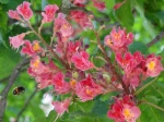 Fleurs de marronnier commun � fleurs rouge (Aesculus � carnea) convoit�es par un hym�nopt�re