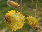 Fleur de saule marsault ou saule des ch�vres (Salix caprea)