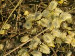 Floraison du saule marsault (Salix caprea) en bord de rivière Floraison du saule marsault (Salix caprea) en bord de rivière