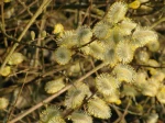 Floraison du saule marsault (Salix caprea) en bord de rivi�re
