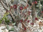 Aeonium arboreum var. purpureum Aeonium arboreum var. purpureum