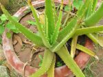 Aloes des Barbades (Aloe vera) photographié au Cambodge