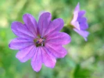 G�ranium vivace des Pyr�n�es (Geranium pyrenaicum) photographi� en for�t clairsem�e