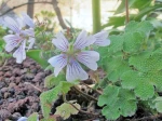 G�ranium vivace � feuilles de cr�pe (Geranium renardii)