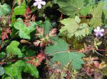 Géranium "Herbe-à-Robert" (Geranium robertianum) : justification de l'appelletion "Herbe rouge"