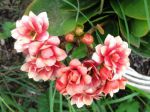 Kalanchoé à fleurs doubles (Kalanchoe blossfeldiana 'Calandiva')
