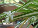 Phalangère ou Plante-araignée (Chlorophytum comosum)