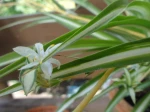 Phalang�re ou Plante-araign�e (Chlorophytum comosum)