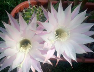 Fleur de cactus par  SCHEIBER