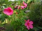 Hibiscus des marais, �g�  de 2 ans, en pleine terre, les tige disparaissent l'hiver et repoussent au printemps.  J'habite au nord de la Loire pr�s d'Orl�ans.