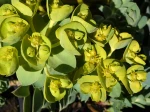 Inflorescences de l'euphorbe de Corse