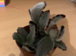 Jai acheter cette magnifique fleur